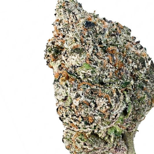Watermelon Gusherz (Hybrid)