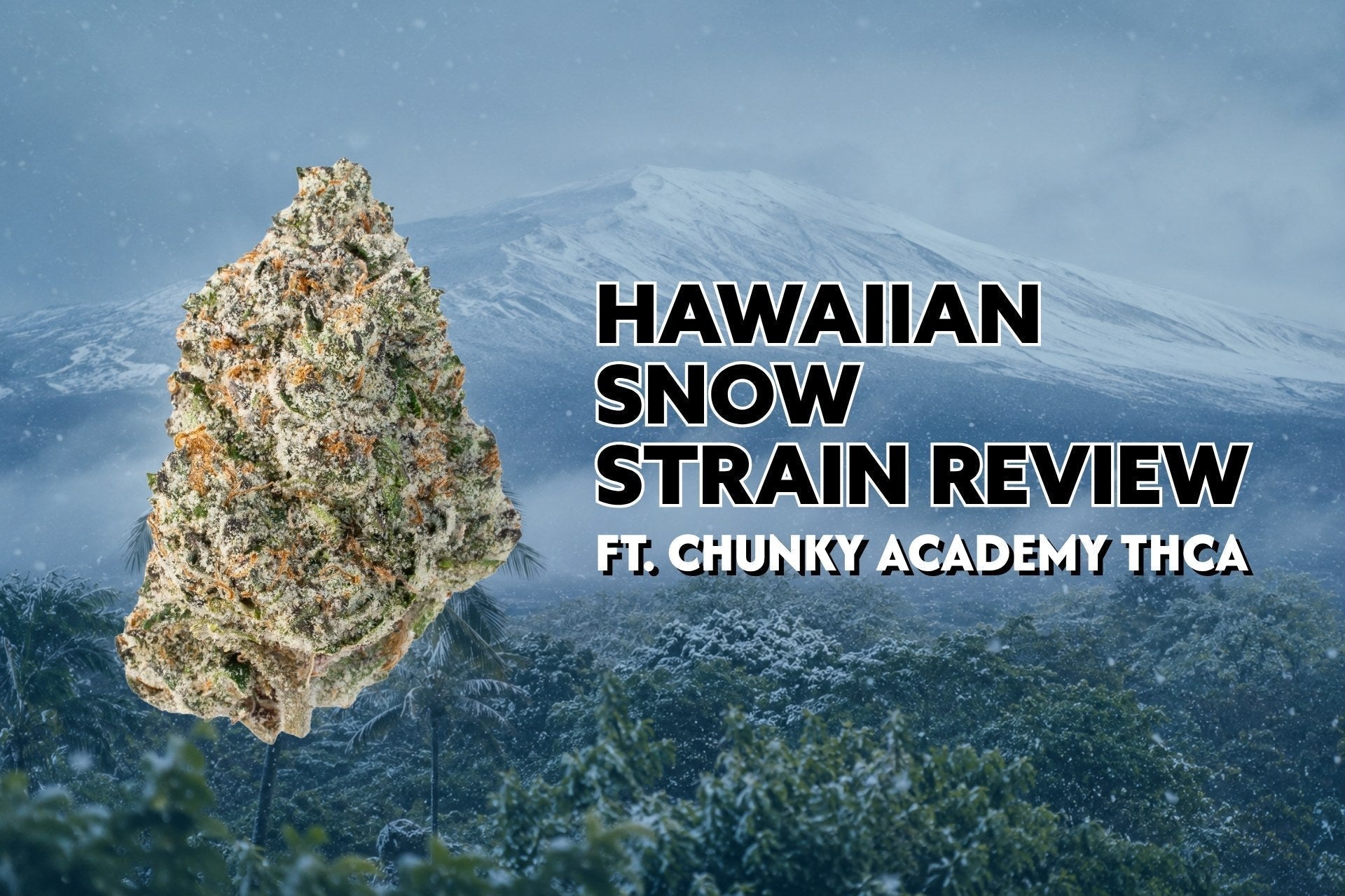 Hawaiian Snow Strain Review Ft. Chunky Academy THCa