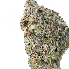 Watermelon Gusherz (Hybrid)