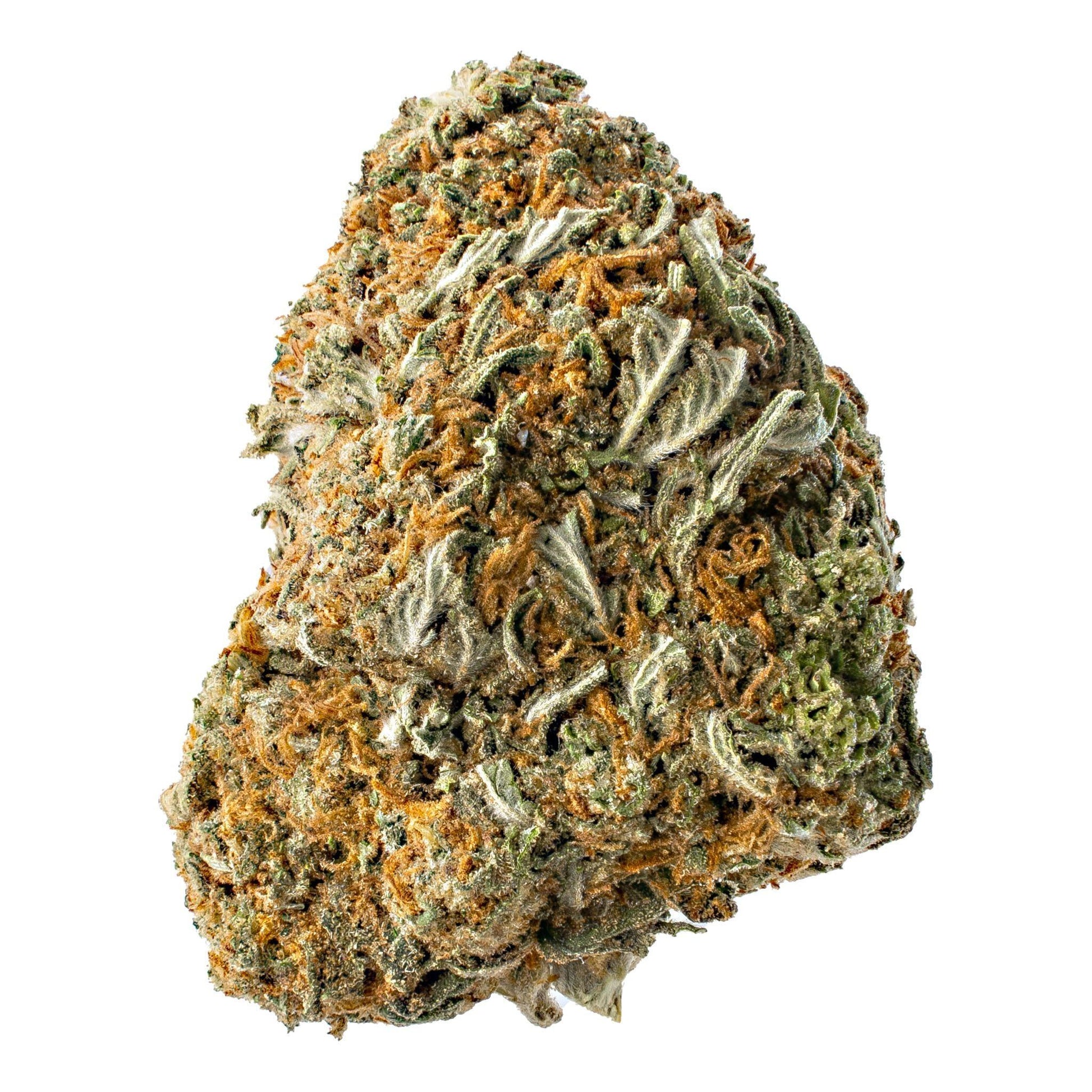 Rainbow Sherbet 11 (Hybrid)